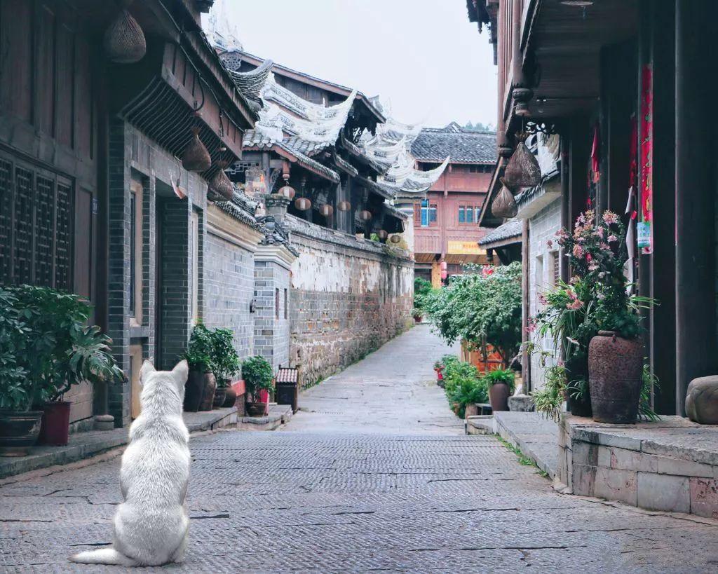 虫虫助手下载